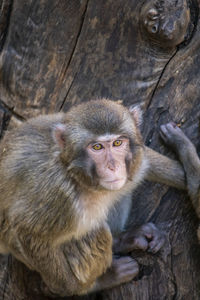 animal