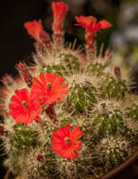 Close-up of red cactus flowers