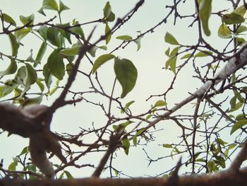 Low angle view of tree against sky