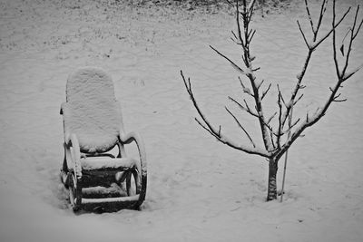 Bare trees on snow covered sand