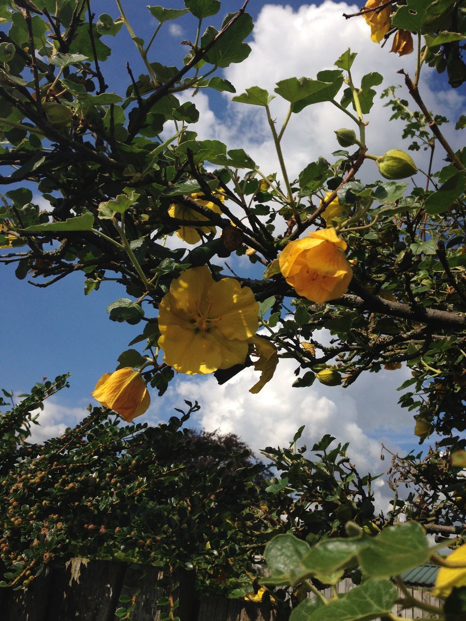 tree, low angle view, growth, leaf, branch, fruit, nature, freshness, yellow, sky, beauty in nature, hanging, green color, food and drink, day, outdoors, close-up, no people, sunlight, orange color