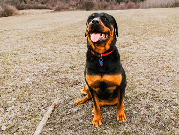 Black dog looking away while sitting on land