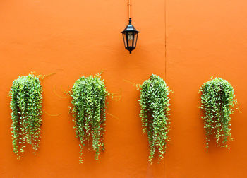 Close-up of cactus hanging against orange wall
