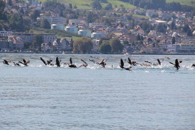 Flock of birds in water