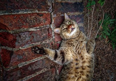 Close-up of cat sitting outdoors