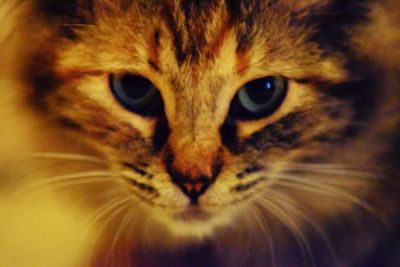 Close-up portrait of cat