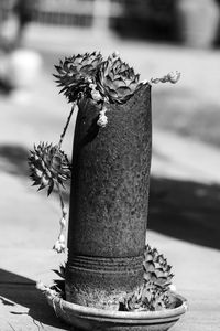 Life always wins over war, how this plant wins on the cannon bullet