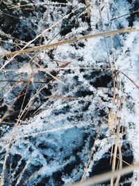 Snow covered trees