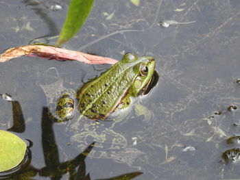 High angle view of frog in lake