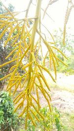 Close-up of yellow flower tree