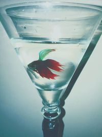 Close-up of beer in glass