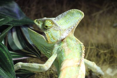 Close-up of lizard