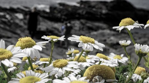 Close-up of white flowering plants