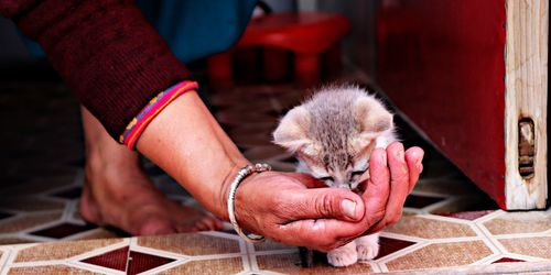 A lady giving water to thirsty kitten with her hand