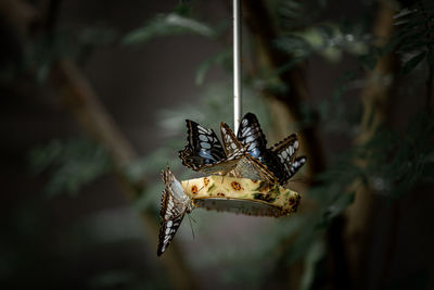 Close-up of butterfly on pineapple 