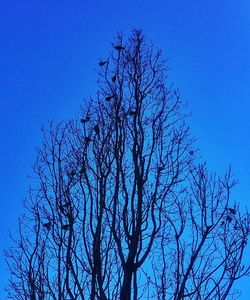 Low angle view of bare trees against clear blue sky