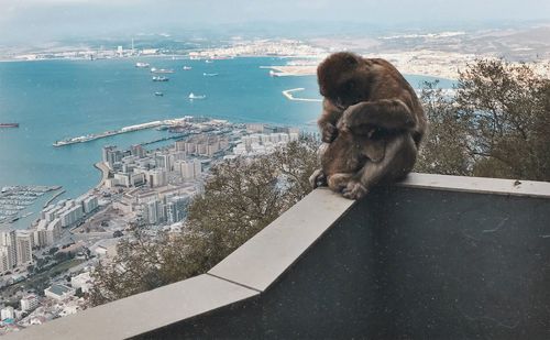 High angle view of lion and sea in city