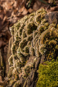 Close-up of tree trunk