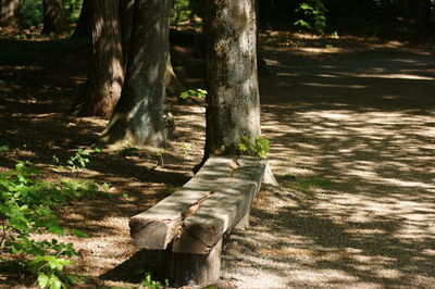 Tree trunk in park