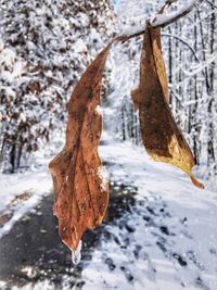 Close-up of frozen hanging from tree