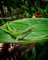 Close-up of a lizard