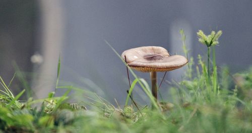 Close-up of mushroom growing in grass