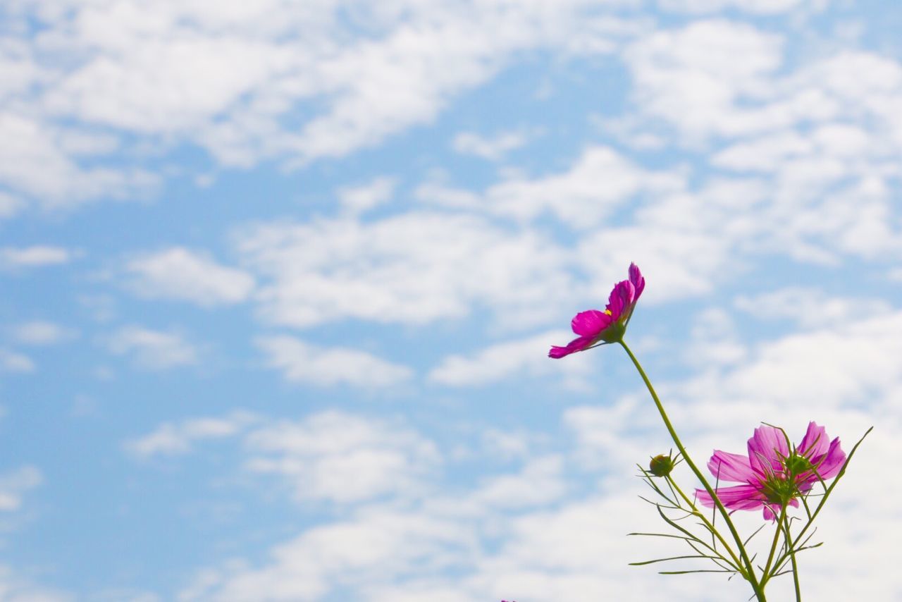 flower, freshness, fragility, petal, pink color, sky, beauty in nature, growth, flower head, nature, blooming, cloud - sky, stem, low angle view, plant, cloud, pink, blossom, in bloom, close-up