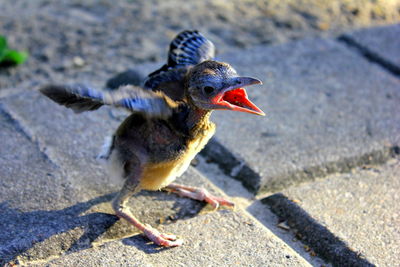 Close-up of newborn bird shouting on footpath