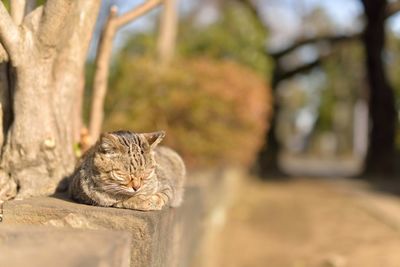 Close-up of cat sleeping on retaining wall during sunny day
