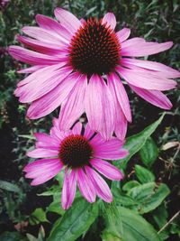 Close-up of coneflower blooming outdoors