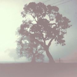 Trees in foggy weather