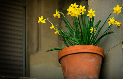 Close-up of potted plant against wall