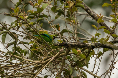 Low angle view of bird perching on tree