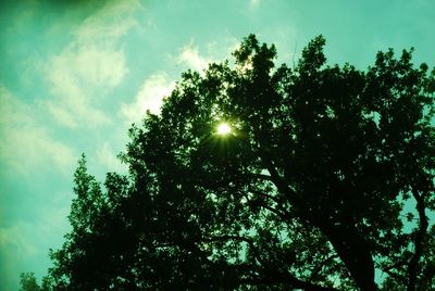 Low angle view of sunlight streaming through tree