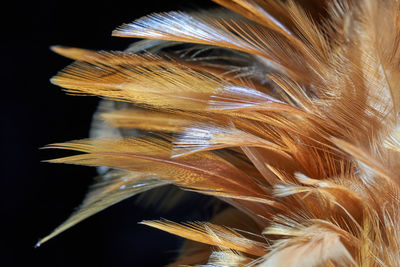 Close-up of feather against black background