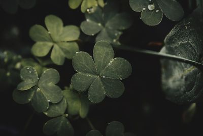 Close-up of wet plant leaves