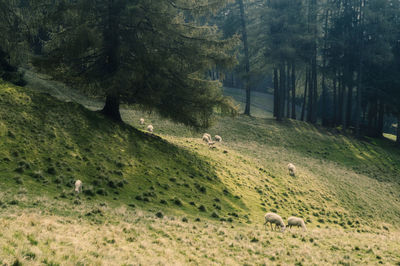 View of sheeps in a forest