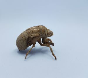 Close-up of insect over white background