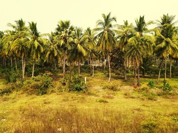 Palm trees on field against sky