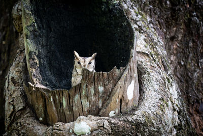 Collared owl in a hollow tree