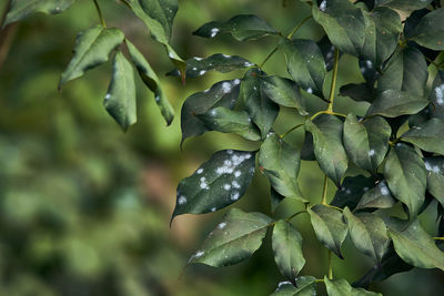 Close-up of green leaves