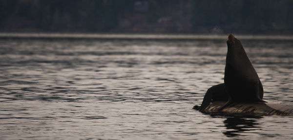 Close-up of bird in lake