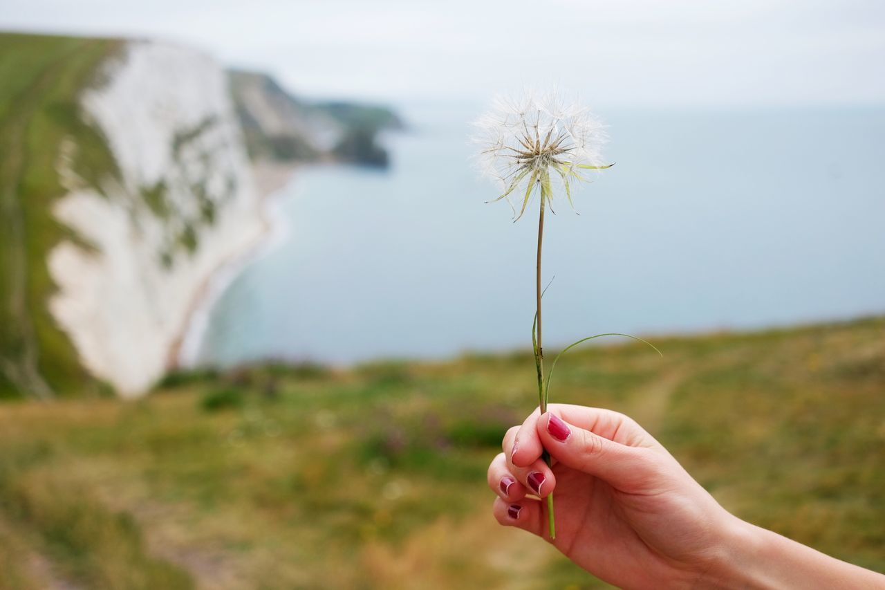 Cropped hand of woman holding dandelion on hill