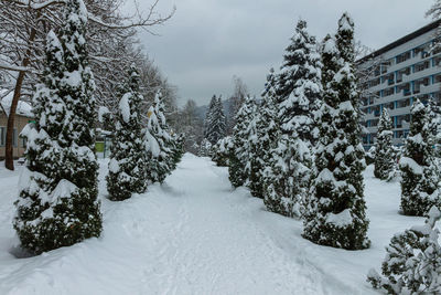 Snow covered plants against sky