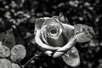 Close-up of rose plant