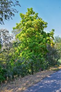 Trees by road against sky