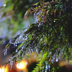 Close-up of wet plant during rainy season