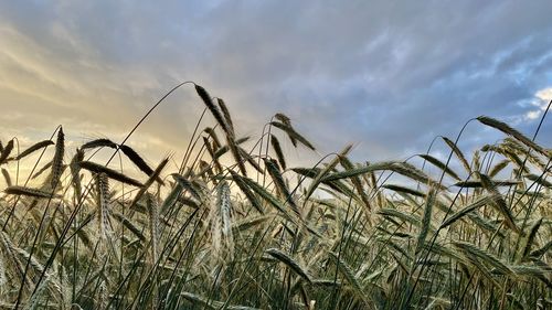 Close-up of wheat growing on field against sky