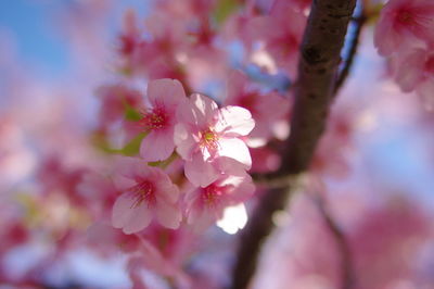 Close-up of pink cherry blossom