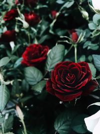 Close-up of red roses blooming outdoors